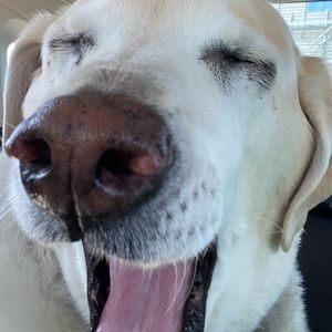 Meet your Posher, Lilly